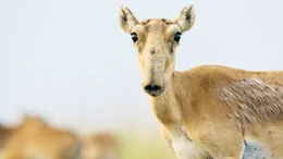 Saiga antelope