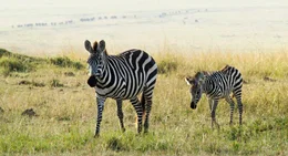 Steppenzebras in Ostafrika - Die Streifen eines Steppenzebras sind so definierend wie ein Fingerabdruck, jedes Muster ist anders. Diese unverwechselbaren Markierungen helfen den Jungtieren, ihre M&uuml;tter wiederzuerkennen.