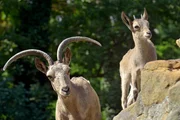 Steinbock-Jungtier im Zoo Berlin.