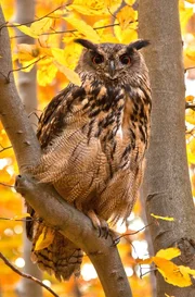 Uhus sind unsere größten heimischen Eulenvögel.