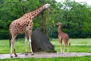 Das Giraffen-Junges Bine mit Giraffen-Mutter Inge im Tierpark Berlin. Das Giraffen-Junges Bine mit Giraffen-Mutter Inge im Tierpark Berlin.