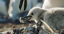 Z&uuml;gelpinguin auf Zavodovski Island, S&uuml;datlantik - Z&uuml;gelpinguine schwimmen bis zu 80 Kilometer ins Meer hinaus, um Fisch zu fangen.