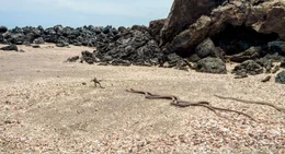Frisch geschl&uuml;pfte Meerechse auf Fernandina, Galapagos - Die Meerechse kann im Meer nach Nahrung suchen, sie ist die einzige Art unter allen Echsen, die das tut. Dieses Exemplar wird kurz nach dem es geschl&uuml;pft ist von einer Horde Schlangen gejagt.