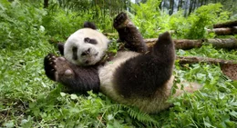 Gro&szlig;er Panda in der Provinz Sichuan, China - Ein Panda verdaut nur 17 Prozent von den 9 bis 11 Kilo Trockenfutter, das er t&auml;glich zu sich nimmt.