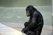 Die Bonobo-Mutter Opala mit Tochter Leki im Zoo Berlin. Die Bonobo-Mutter Opala mit Tochter Leki im Zoo Berlin.