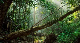 Wald  +++ Die Verwendung des sendungsbezogenen Materials ist nur mit dem Hinweis und Verlinkung auf RTL+ gestattet. +++