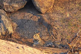 Leopardin Neelam beh&auml;lt die Umgebung im Auge w&auml;hrend ihr Nachwuchs herumtobt.  +++ Die Verwendung des sendungsbezogenen Materials ist nur mit dem Hinweis und Verlinkung auf RTL+ gestattet. +++