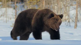 Braunb&auml;r