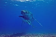 Die warmen und flachen Gewässer vor der Küste Westaustraliens sind für Buckelwale bestens geeignet, um ihre Jungen zur Welt zu bringen.