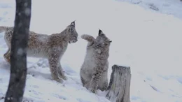 Schneeluchs-Babys