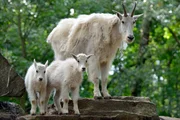 Schneeziege mit Nachwuchs im Tierpark Berlin. Schneeziege mit Nachwuchs im Tierpark Berlin.