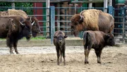 Zwei Bisonkälber im Zoo Berlin.