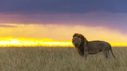 L&ouml;we abends, Masai Mara, Kenia