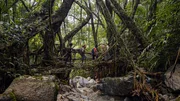 Die "Lebendigen Brücken" in Meghalaya spielen im Alltag der Khasi noch heute eine wichtige Rolle. Die "Lebendigen Brücken" in Meghalaya spielen im Alltag der Khasi noch heute eine wichtige Rolle.