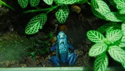 Ein blauer Färberfrosch im Zoo Berlin. Ein blauer Färberfrosch im Zoo Berlin.