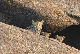 Leopardin Neelam mit ihrem Nachwuchs  +++ Die Verwendung des sendungsbezogenen Materials ist nur mit dem Hinweis und Verlinkung auf RTL+ gestattet. +++