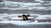 Die Beute der Orcas liegt angerichtet auf Eisschollen - Robben, die die Laute der Orcas nur unter Wasser hören können.
