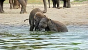 Elefantenkinder Pantha und Bogor im Tierpark Berlin Elefantenkinder Pantha und Bogor im Tierpark Berlin