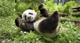 Groﬂer Panda in der Provinz Sichuan, China - Ein Panda verdaut nur 17 Prozent von den 9 bis 11 Kilo Trockenfutter, das er t&permil;glich zu sich nimmt.  +++ Die Verwendung des sendungsbezogenen Materials ist nur mit dem Hinweis und Verlinkung auf RTL+ gestattet. +++
