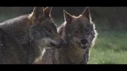 zwei W&ouml;lfe