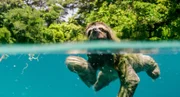 Dreifinger-Faultier in Panama - Faultiere haben zus&auml;tzliche Halswirbel, einige Arten k&ouml;nnen deshalb ihren Kopf um bis zu 270 Grad drehen. Das hilft ihnen dabei, nach Futter zu greifen, ohne ihren tr&auml;gen K&ouml;rper bewegen zu m&uuml;ssen. Dar&uuml;ber hinaus k&ouml;nnen sie dadurch beim Schlafen ihren Kopf auf ihrem Brustkorb ruhen lassen.