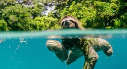 Dreifinger-Faultier in Panama - Faultiere haben zus&auml;tzliche Halswirbel, einige Arten k&ouml;nnen deshalb ihren Kopf um bis zu 270 Grad drehen. Das hilft ihnen dabei, nach Futter zu greifen, ohne ihren tr&auml;gen K&ouml;rper bewegen zu m&uuml;ssen. Dar&uuml;ber hinaus k&ouml;nnen sie dadurch beim Schlafen ihren Kopf auf ihrem Brustkorb ruhen lassen.
