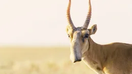 Saiga antelope