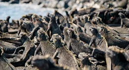 Meerechsen auf Fernadina, Galapagos - Die Meerechse kann im Meer nach Nahrung suchen, sie ist die einzige Art unter allen Echsen, die das tut.