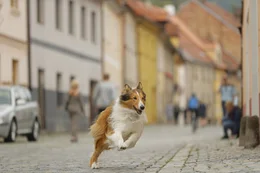 Lassie