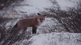 Fuchs