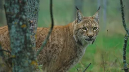 Luchs