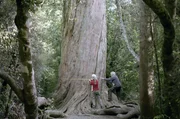 Susan Wiser und Larry Burrows vermessen einen riesigen Totara-Baum. Diese k&ouml;nnen &uuml;ber 1.000 Jahre alt werden.