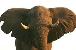 Bull elephant (Loxondonta Africana) giving a warning in Botswana