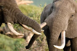 Elephants testing each other using their tusks and trunks in Kenya