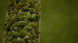 Hopfen Hopfen