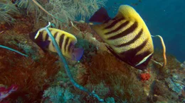 Sixbar angelfish