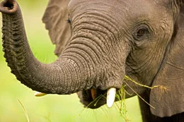 Elephant calf (Loxondonta Africana) eating and interacting in the Okavango Delta in Botswana.