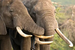 Elephants greeting each other in Kenya