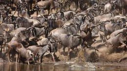 Auf ihrem Wanderzug durch die Serengeti kommen die Gnuherden auch an den Grumeti. An den Tr&auml;nken lauern Krokodile auf sie - aber Gnus sind erstaunlich wendig und flink. Sie entkommen den Angriffen oft um Zentimeter.