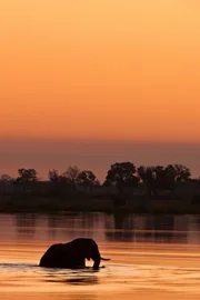 An elephant is silhouetted as it wades through the water at sunset in Botswana.