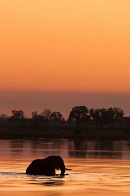An elephant is silhouetted as it wades through the water at sunset in Botswana.