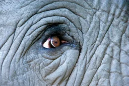 The eye of an elephant (Loxondonta Africana) in Botswana