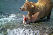 Während der Lachswanderung begeben sich Braunbären auf die Jagd nach dem Fisch im US-Bundesstaat Alaska. Während der Lachswanderung begeben sich Braunbären auf die Jagd nach dem Fisch im US-Bundesstaat Alaska.
