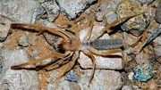 Solifugid / sun spider / wind scorpion (Eremochelis bilobatus) foraging in desert, Arizona.