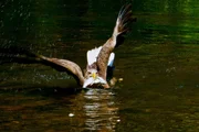 Ausgewachsener Seeadler mit Fisch im Schnabel.