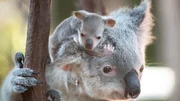 Edward the koala joey sitting on Stella the koala’s head. Edward the koala joey sitting on Stella the koala’s head.