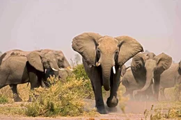 Elephants (Loxondonta Africana) charging in Botswana