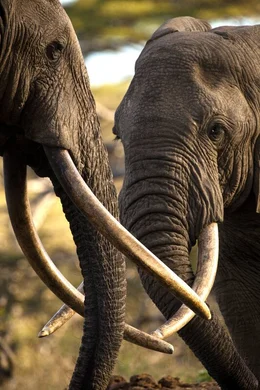 Elephants (Africana Loxodonta) with long tusks in Ol Donyo in Kenya