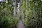 Ein Holzsteg f&uuml;hrt Wanderer durch den Kauri-Wald.