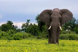 An elephant (Loxondonta Africana) stands amongst yellow flowers and grass during the green season in Northern Botswana.